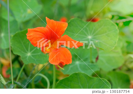 Nasturtium plant with yellow flower in a rural garden. Gardening concept. Emphasizing the beauty and details. Flowering plant in countryside. Companion plant. Sunlight. 130187754
