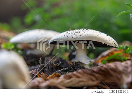 Wild white mushrooms, speckled with dirt, thriving naturally in a green forest floor environment, symbolizing organic growth and healthy autumn ecosystem Wild white mushrooms, speckled with dirt, thriving naturally in a green forest floor environment, symbolizing organic growth and healthy autumn ecosystem 130188162