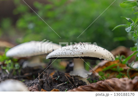 Fresh white mushroom covered in soil particles growing wild on the damp forest floor, symbolizing organic growth, natural habitat, and environmental ecology Fresh white mushroom covered in soil particles growing wild on the damp forest floor, symbolizing organic growth, natural habitat, and environmental ecology 130188170