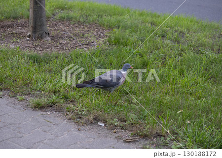 A wild common wood pigeon stands quietly on lush green grass next to a paved path, symbolizing urban resilience and the natural beauty of city coexistence 130188172