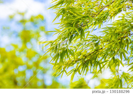 竹の葉 130188296
