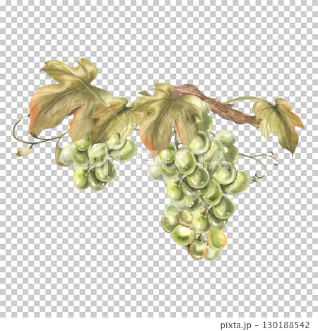 Green grapevine watercolor illustration. Isolated vineyard floral clipart with fruits bunch and leaves. Sweet summer fruits. Juice and alcohol beverage ingredient painting for menu,poster design Green grapevine watercolor illustration. Isolated vineyard floral clipart with fruits bunch and leaves. Sweet summer fruits. Juice and alcohol beverage ingredient painting for menu,poster design 130188542