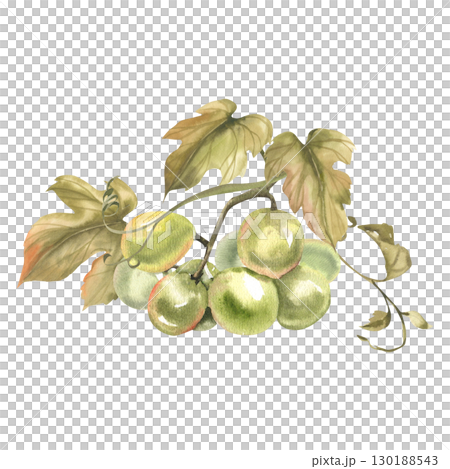 Grape bunch with leaves watercolor illustration. Hand drawn isolated green grape fruits, muscat berries floral clipart for wine testing invitation, card,menu, packing design. Beverage,drink ingredient Grape bunch with leaves watercolor illustration. Hand drawn isolated green grape fruits, muscat berries floral clipart for wine testing invitation, card,menu, packing design. Beverage,drink ingredient 130188543