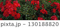 赤いバラの花々が咲き誇る横長背景 130188820