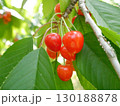 さくらんぼ　サクランボ 130188878