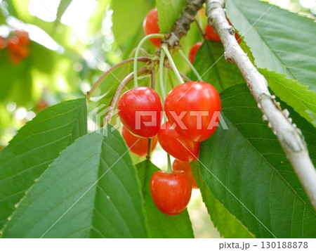 さくらんぼ　サクランボ 130188878