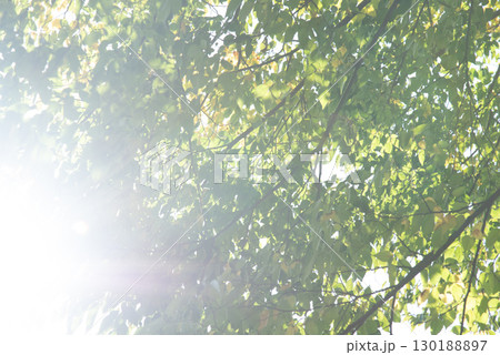 新緑　イメージ 130188897