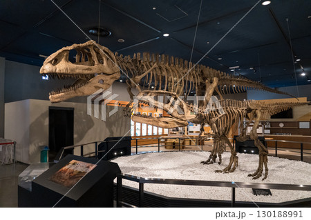 名古屋にあるマプサウルスの化石標本 130188991