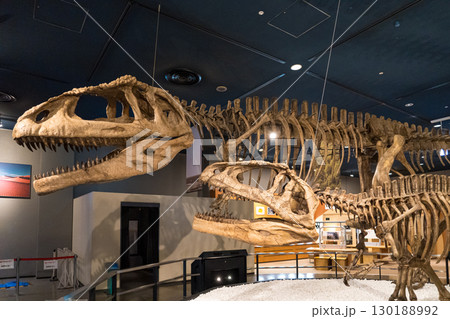 名古屋にあるマプサウルスの化石標本 130188992