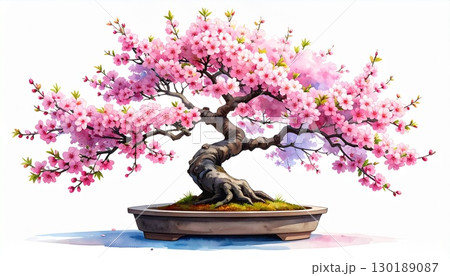桜の花盆栽・墨彩カラーアート 130189087