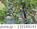 ブルーベリー　ブルーベリー畑 130189143