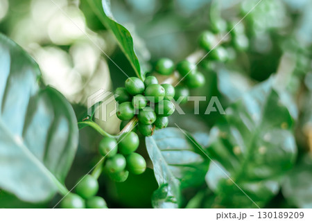 Coffee tree with fresh arabica coffee bean in plantation 130189209
