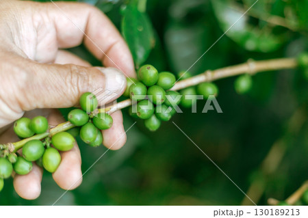 Coffee tree with fresh arabica coffee bean in plantation 130189213