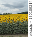 夏の花のある風景　ひまわり　ひまわり畑 130189214