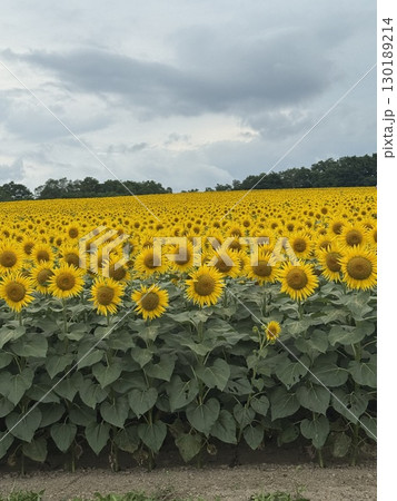 夏の花のある風景　ひまわり　ひまわり畑 130189214