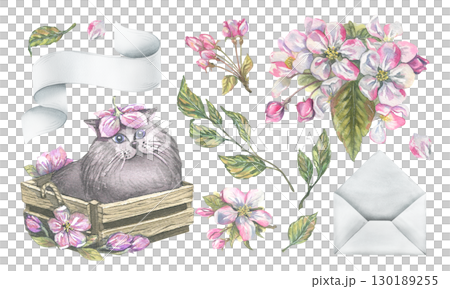 Clip art set with apple blossoms, envelope, paper scroll, and grey cat in wooden box, hand-painted watercolor illustration, perfect for scrapbooking, wedding design, invitations and DIY projects. 130189255