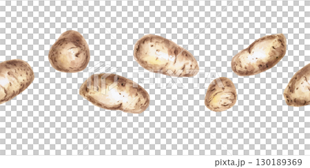 Seamless border of whole potatoes. Isolated watercolor illustration on the theme of vegetables for the design of seed packaging, restaurant menus, culinary recipes. 130189369