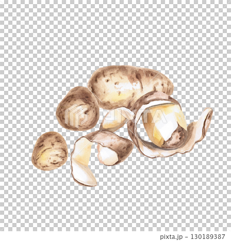 A pile of whole and peeled potatoes. Isolated watercolor illustration on the theme of vegetables for the design of seed packaging, restaurant menus, culinary recipes, labels. 130189387