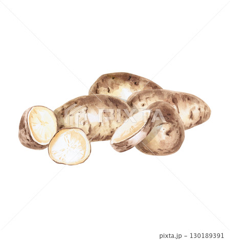 A pile of whole and cut potato tubers. Isolated watercolor illustration on the theme of vegetables for the design of seed packaging, restaurant menus, culinary recipes, labels. A pile of whole and cut potato tubers. Isolated watercolor illustration on the theme of vegetables for the design of seed packaging, restaurant menus, culinary recipes, labels. 130189391