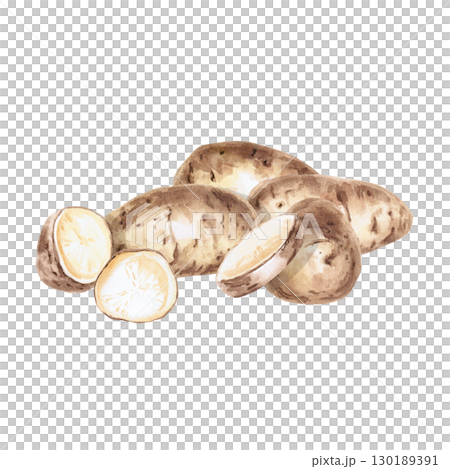 A pile of whole and cut potato tubers. Isolated watercolor illustration on the theme of vegetables for the design of seed packaging, restaurant menus, culinary recipes, labels. A pile of whole and cut potato tubers. Isolated watercolor illustration on the theme of vegetables for the design of seed packaging, restaurant menus, culinary recipes, labels. 130189391