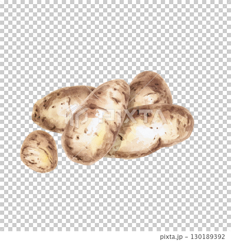 A bunch of potato tubers. Isolated watercolor illustration on the theme of vegetables for the design of packaging of seed materials, restaurant menus, culinary recipes, labels. 130189392