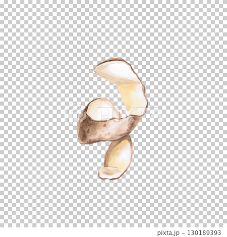 Potato peelings of curved shape. Isolated watercolor illustration on the theme of vegetables for the design of packaging of seed materials, restaurant menus, culinary recipes, labels. 130189393