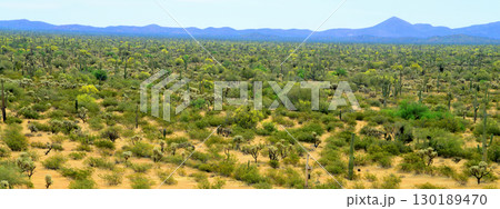 Landscape Sunny Day Sonoran Desert Arizona 130189470