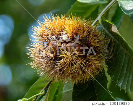 熟して少し割れてきたイガグリ 130189880