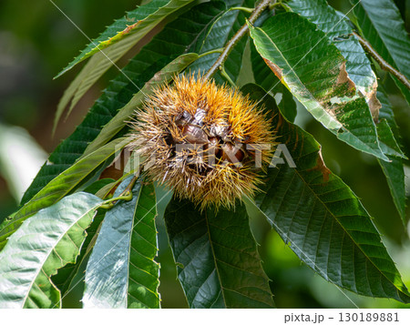 熟して少し割れてきたイガグリと栗の葉 130189881