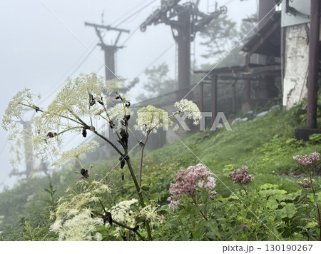霧深い谷川岳ロープウェイ天神平に咲くミヤマシシウド 130190267