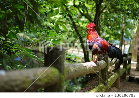 手すりに止まるニワトリ 手すりに止まるニワトリ 130190785