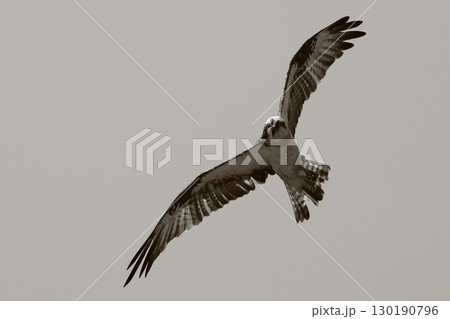 飛翔するミサゴ 130190796