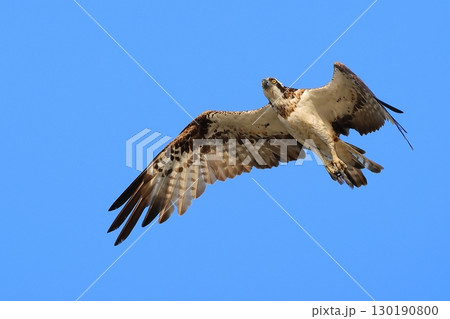 飛翔するミサゴ 130190800