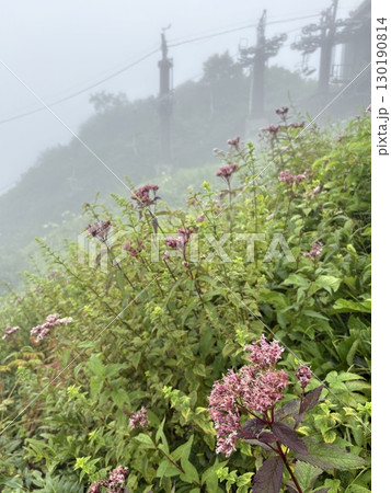 フジバカマ咲く霧の中の谷川岳天神平駅からリフト乗り場を望む_夏の谷川岳ロープウェイリフト 130190814