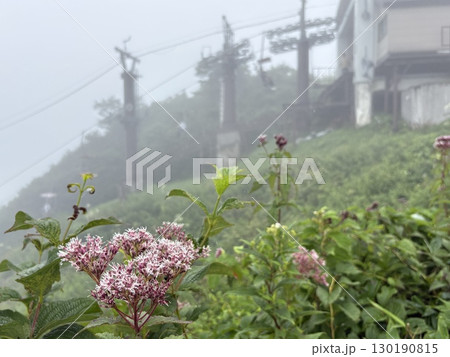フジバカマ咲く霧の中の谷川岳天神平駅からリフト乗り場を望む_夏の谷川岳ロープウェイリフト 130190815