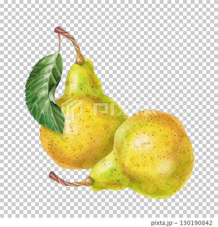 A composition of two hand-drawn pears. Watercolor illustration on a white background. Autumn harvest. A botanical template with seasonal fruits for labels, menus, and packages. 130190842