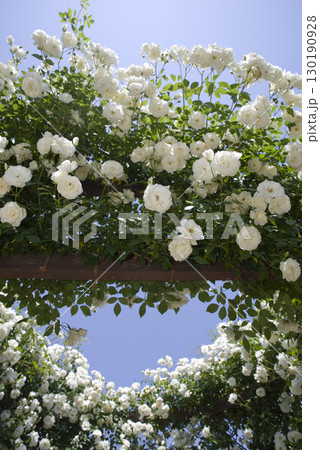 薔薇園に白色のバラの花が咲いています。このバラの名前はアイスバーグ(シュネーヴィッチェン)です。 薔薇園に白色のバラの花が咲いています。このバラの名前はアイスバーグ(シュネーヴィッチェン)です。 130190928