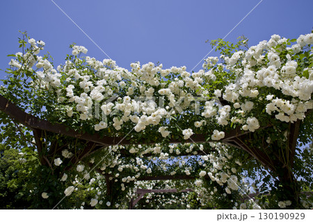 薔薇園に白色のバラの花が咲いています。このバラの名前はアイスバーグ(シュネーヴィッチェン)です。 薔薇園に白色のバラの花が咲いています。このバラの名前はアイスバーグ(シュネーヴィッチェン)です。 130190929