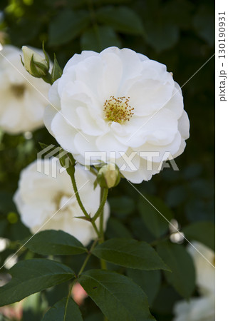 薔薇園に白色のバラの花が咲いています。このバラの名前はアイスバーグ(シュネーヴィッチェン)です。 薔薇園に白色のバラの花が咲いています。このバラの名前はアイスバーグ(シュネーヴィッチェン)です。 130190931