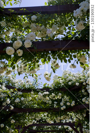 薔薇園に白色のバラの花が咲いています。このバラの名前はアイスバーグ(シュネーヴィッチェン)です。 薔薇園に白色のバラの花が咲いています。このバラの名前はアイスバーグ(シュネーヴィッチェン)です。 130190932