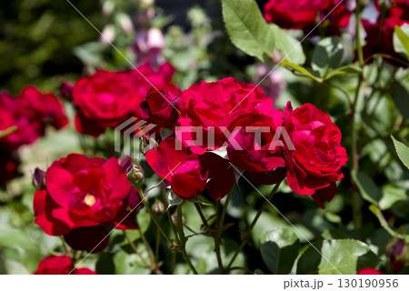 薔薇園に赤い薔薇の花が咲いています。このバラの名前はリリーマルレーンです。 130190956