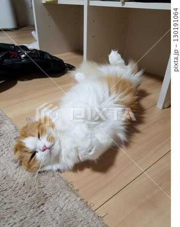 床でくつろぐスコティッシュフォールド 130191064