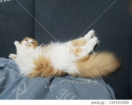 あり得ない体勢でくつろぐスコティッシュフォールド あり得ない体勢でくつろぐスコティッシュフォールド 130191080