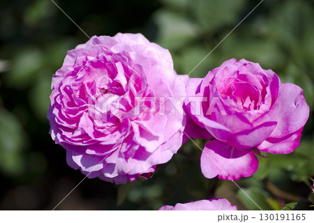 薔薇園にピンク色のバラの花が咲いています。このバラの名前はフィネスです。 薔薇園にピンク色のバラの花が咲いています。このバラの名前はフィネスです。 130191165