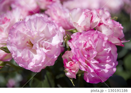 薔薇園にピンク色と白色の薔薇の花が咲いています。このバラの名前はボルデュール・ローズです。 130191186