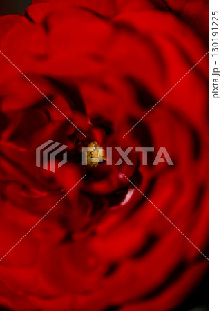 赤い薔薇の花のクローズアップ写真です。このバラの名前はラーヴァ・グルートです。 赤い薔薇の花のクローズアップ写真です。このバラの名前はラーヴァ・グルートです。 130191225