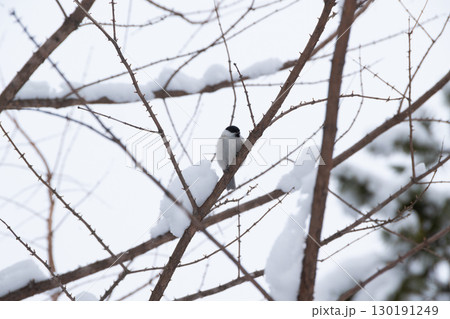 冬の木の枝にとまる可愛い野生のコガラ 130191249