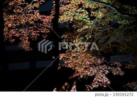 ライトアップされた夜のモミジ 130191272