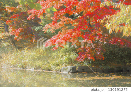 紅葉のモミジとお堀の水面 130191275