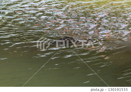 The crocodile show head in river at thailand 130191533